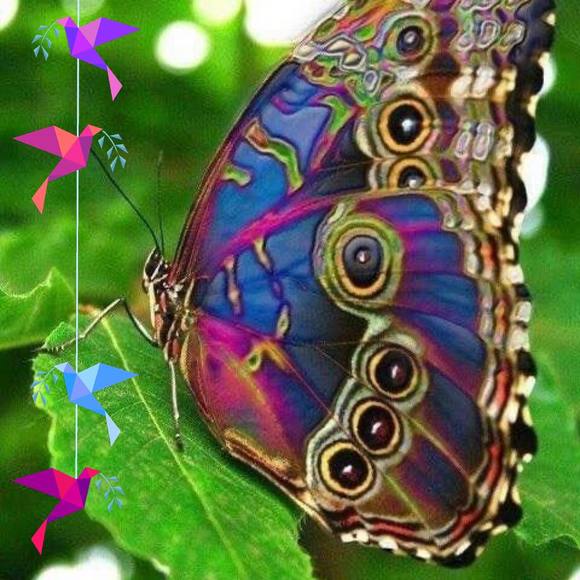 ginam55